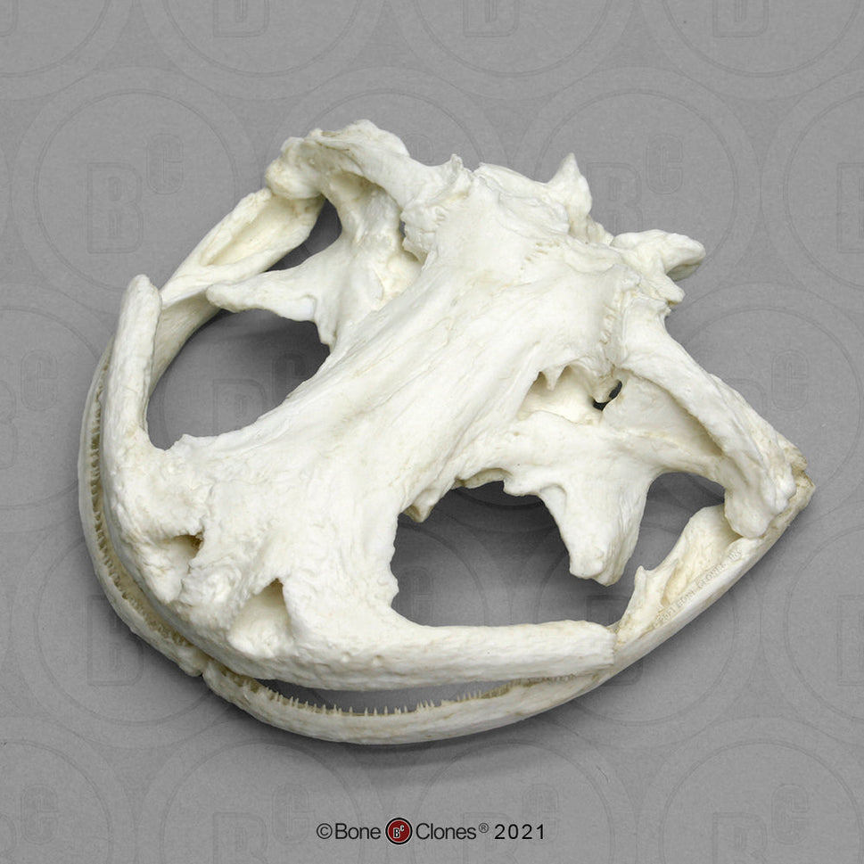 Bone Clones Reptile and Amphibian Skulls