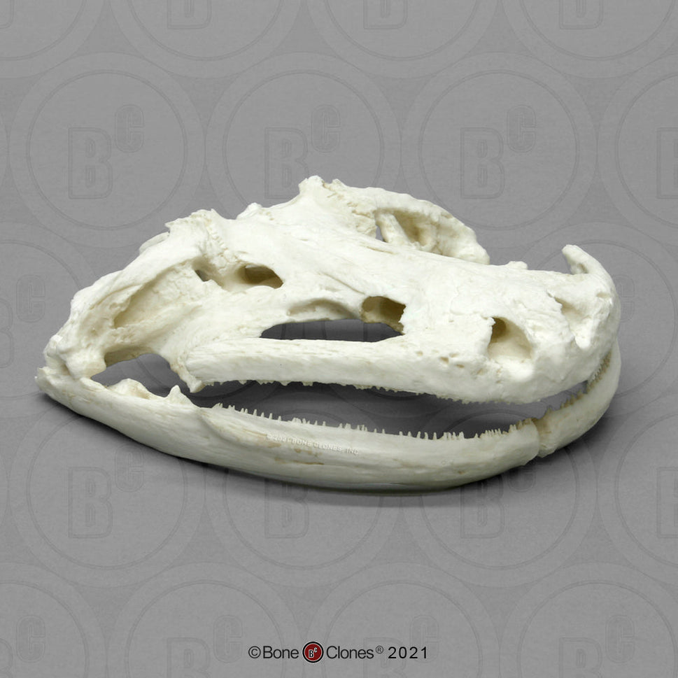 Bone Clones Reptile and Amphibian Skulls