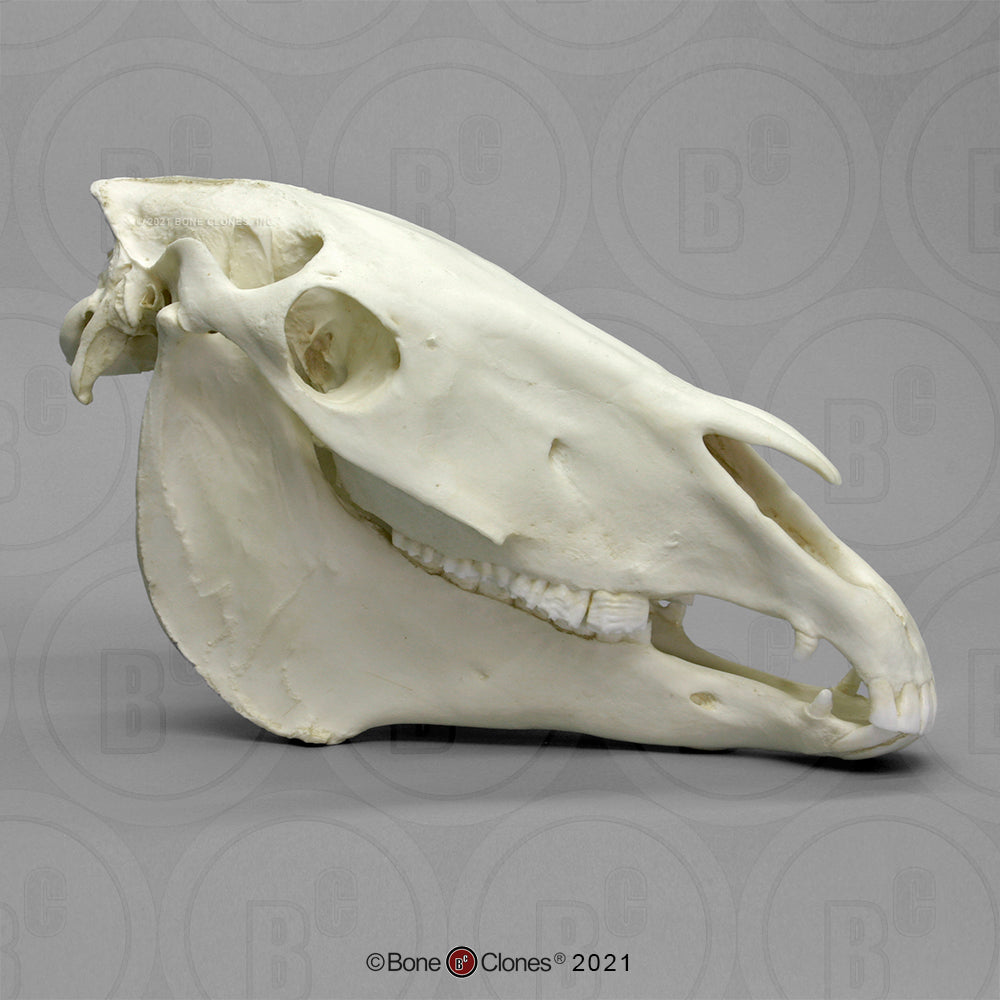 Bone Clones Equine Skull