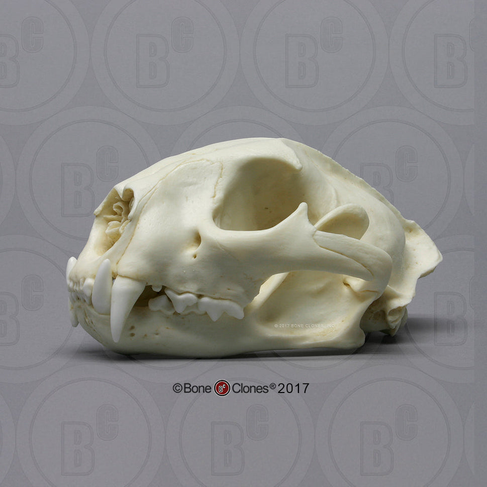 Bone Clones Wild Cat Skulls