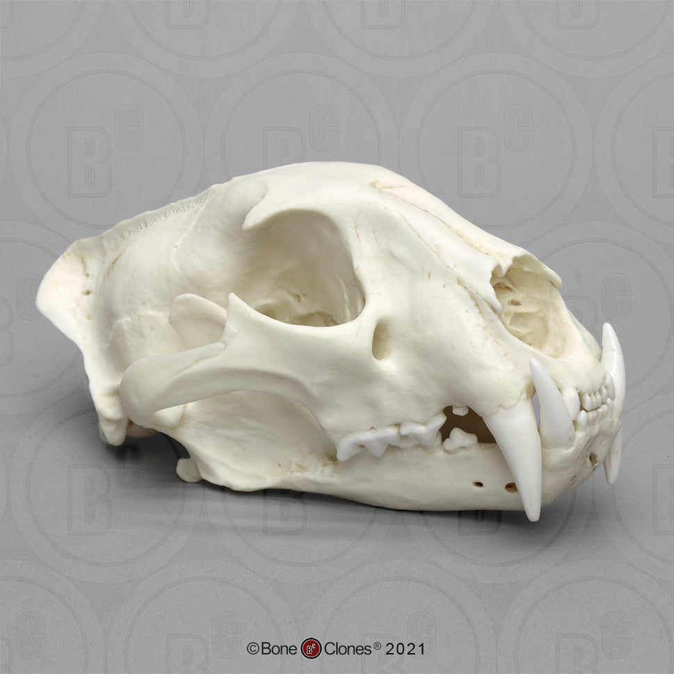 Bone Clones Wild Cat Skulls