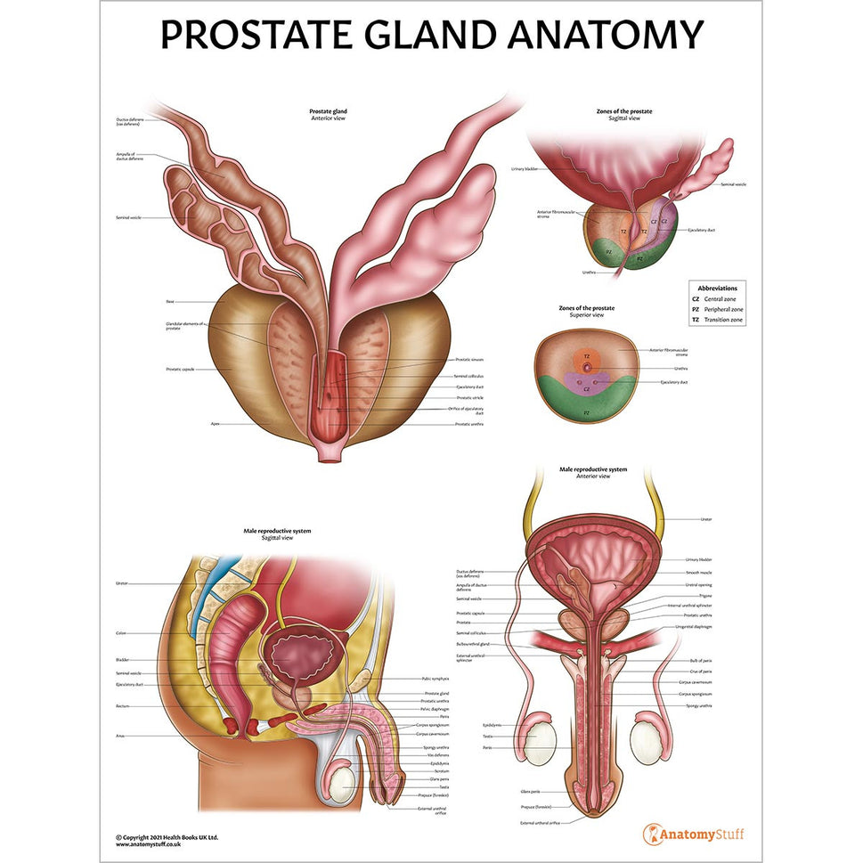 Prostate Anatomy & Pathology Collection