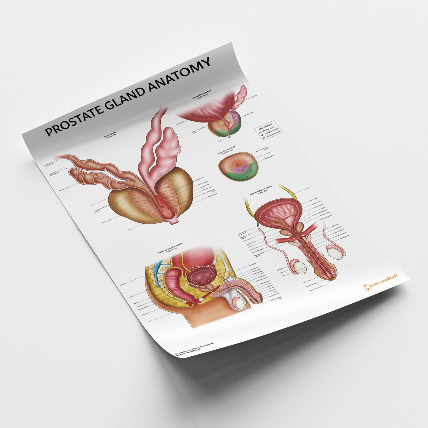 Prostate Anatomy Chart / Poster - Part of Collection