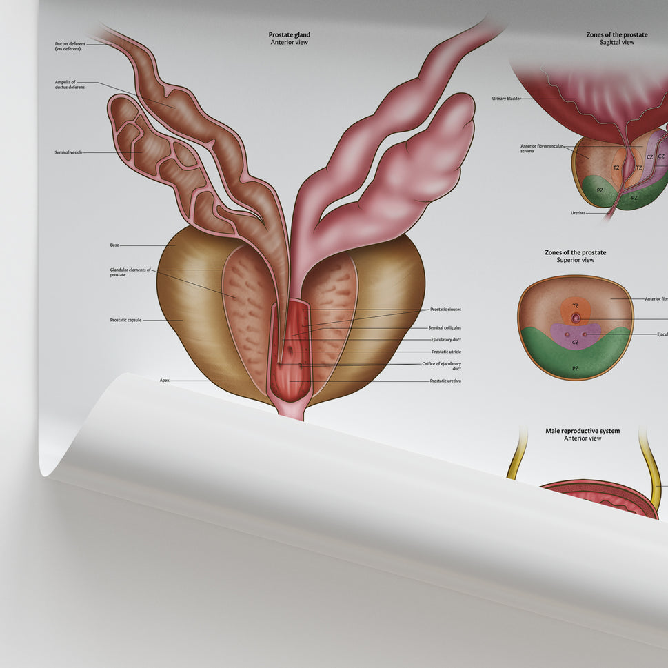Prostate Anatomy Chart / Poster
