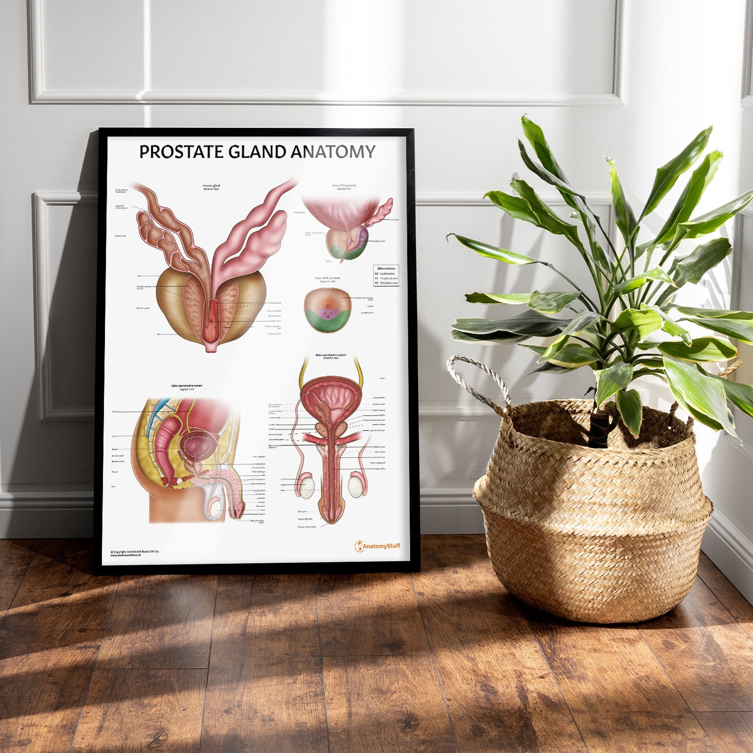 Prostate Anatomy Chart / Poster - Part of Collection
