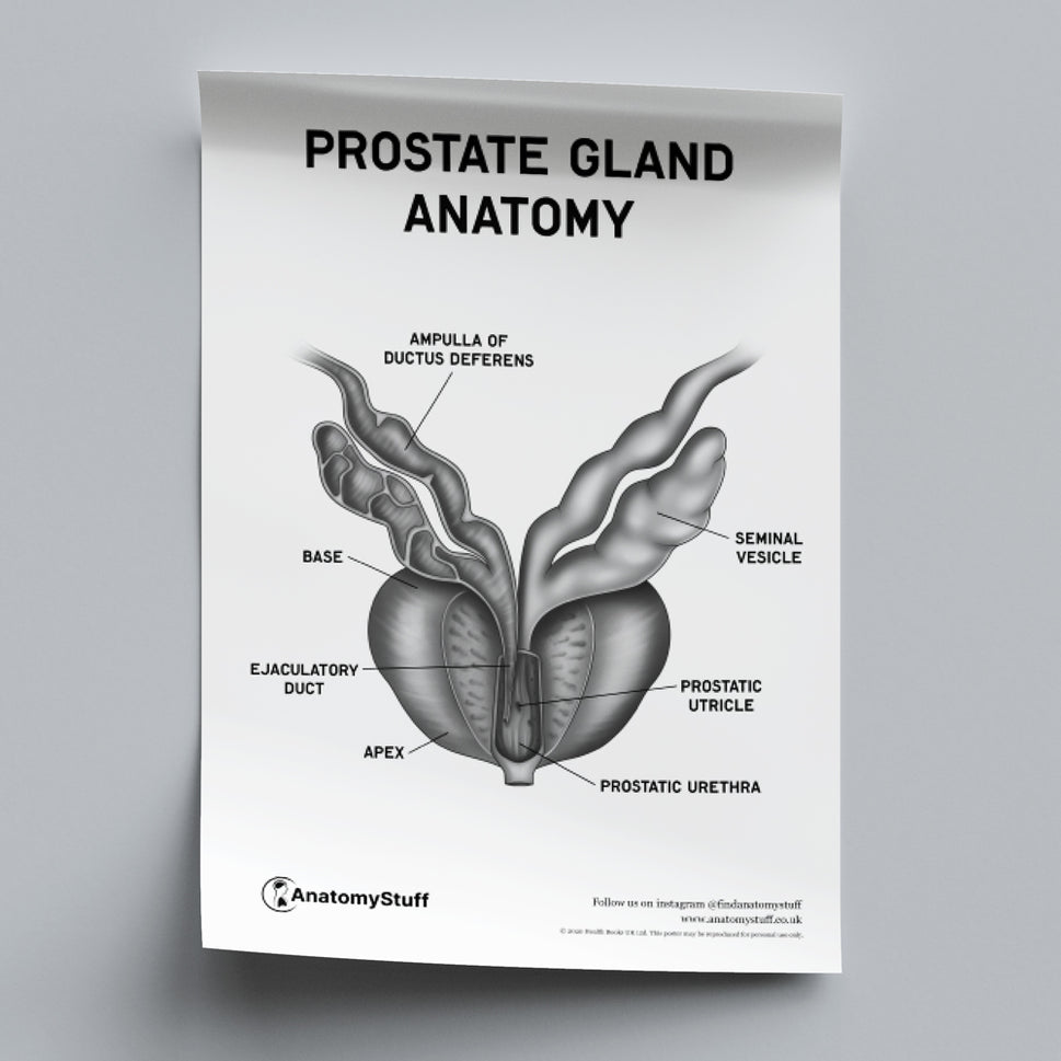 Prostate Gland Anatomy Poster PDF