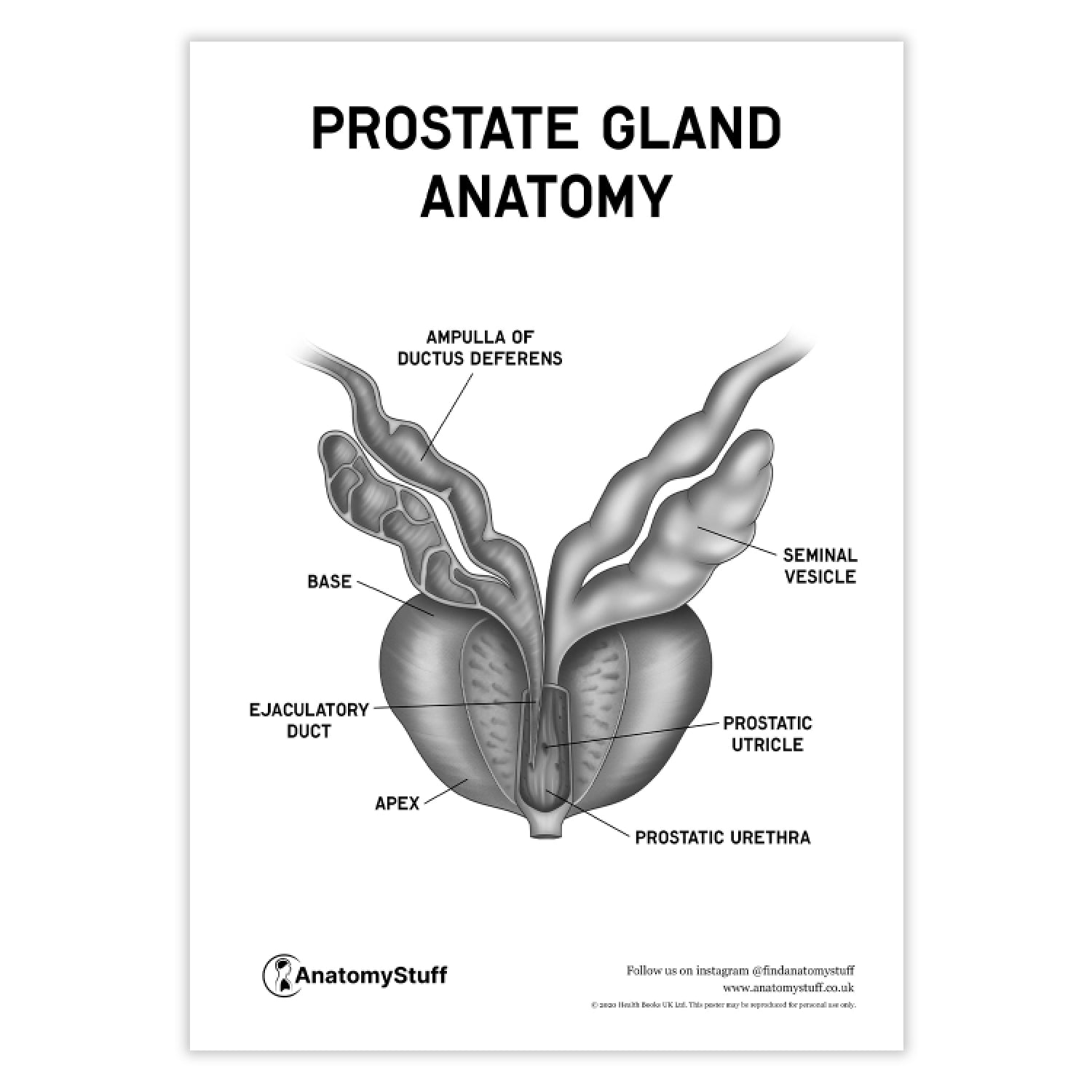The Prostate Gland Anatomical Chart Anatomy Poster the-prostate-gland-anatomical-chart-anatomy-poster