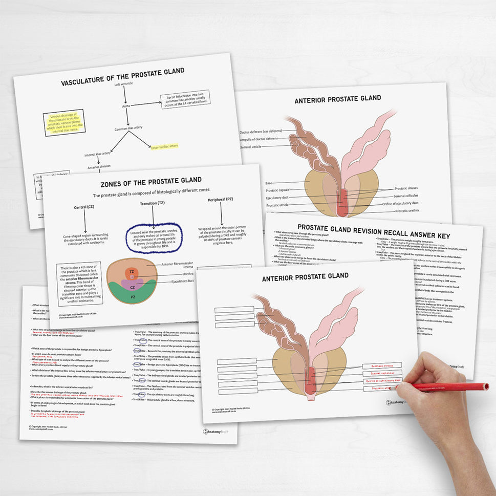 Prostate Gland Anatomy Revision Worksheets (Interactive & Printable PDFs)