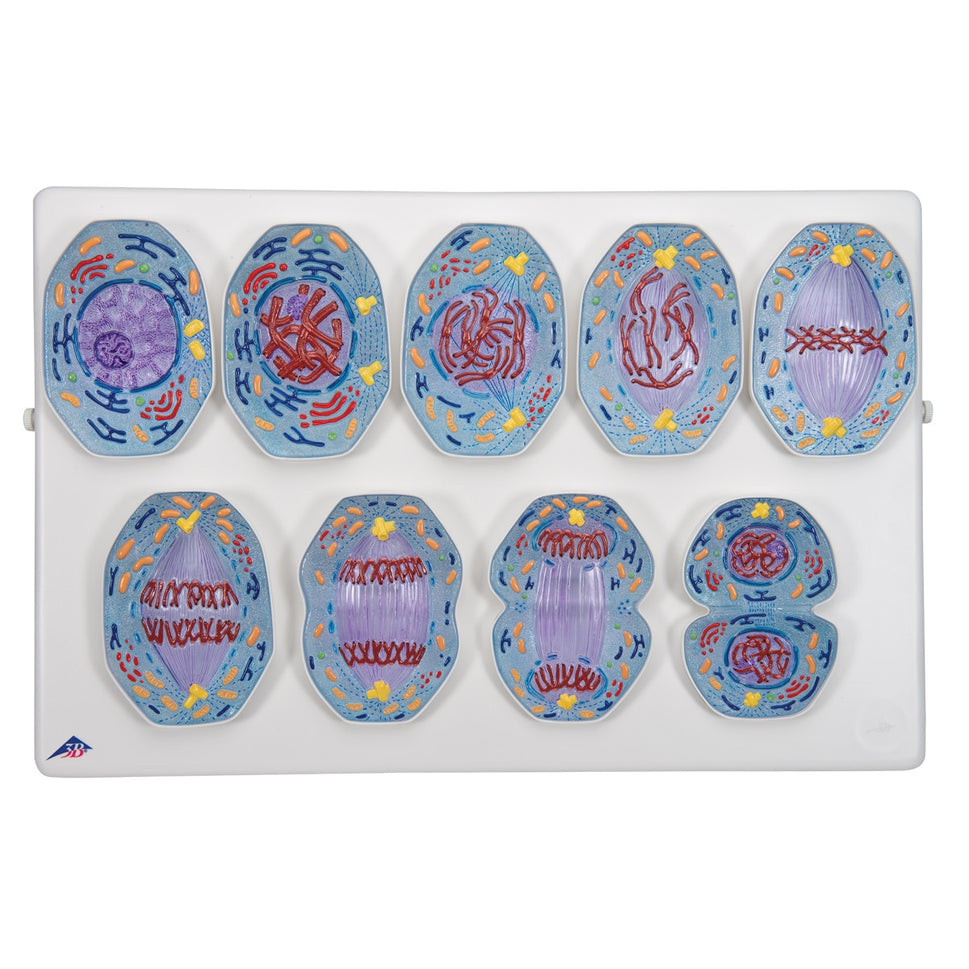 Mitosis Model