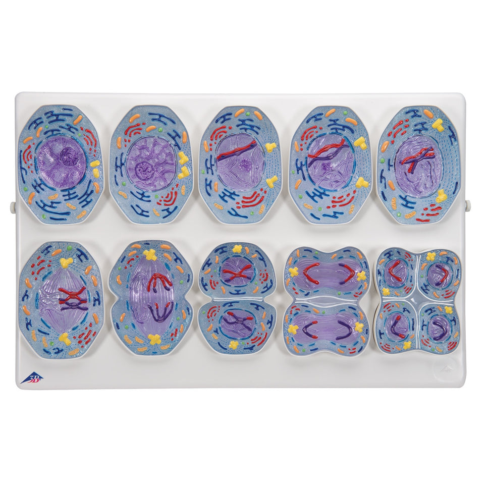 Meiosis Model