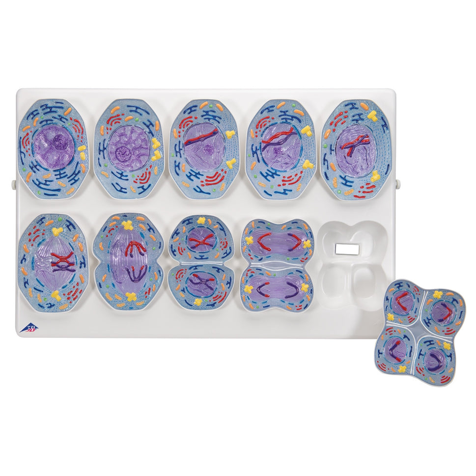 Meiosis Model
