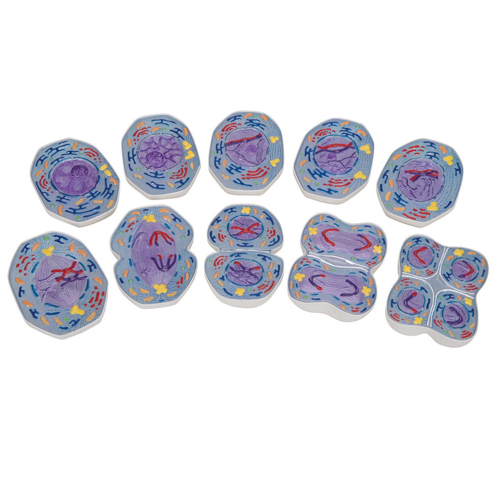 Meiosis Model