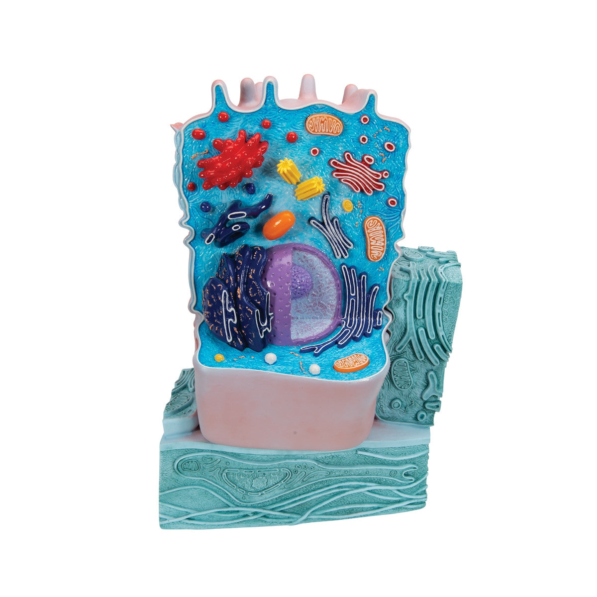Animal Cell Model