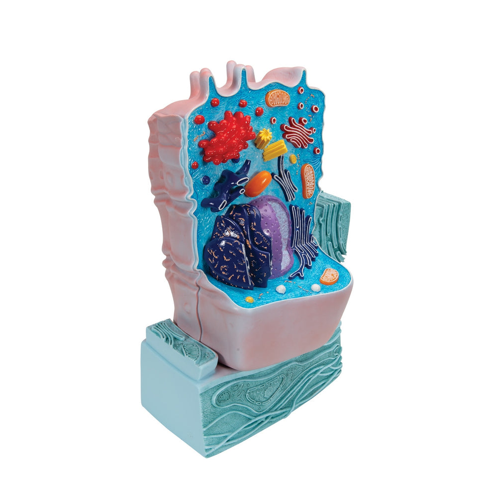 Animal Cell Model