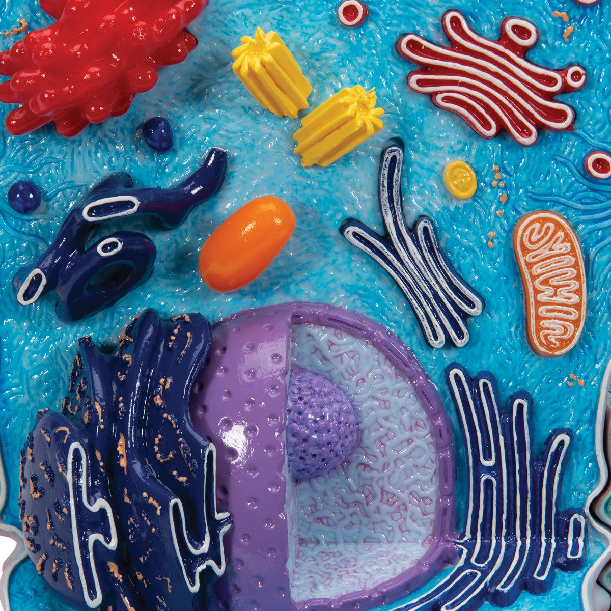 Animal Cell Model