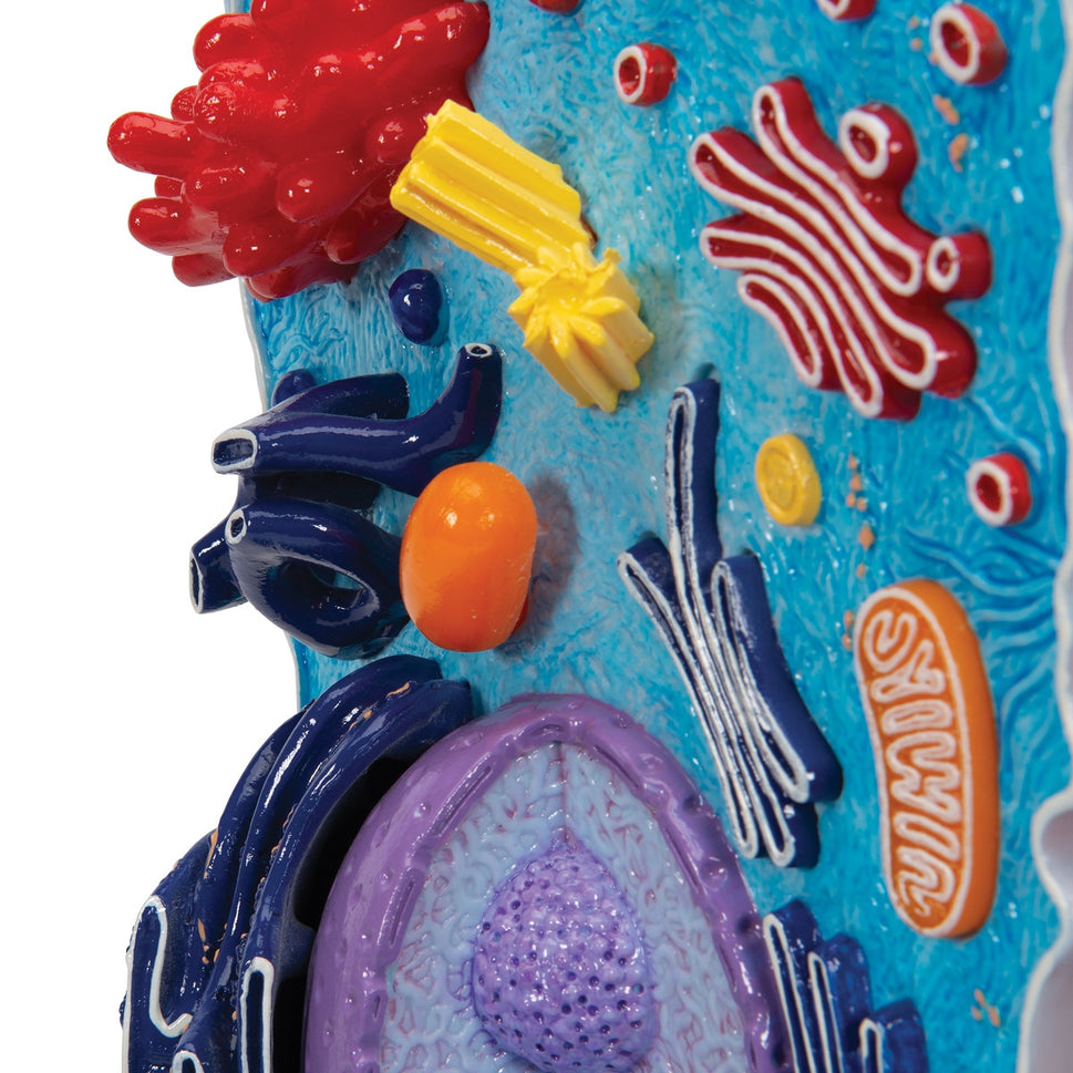 Animal Cell Model
