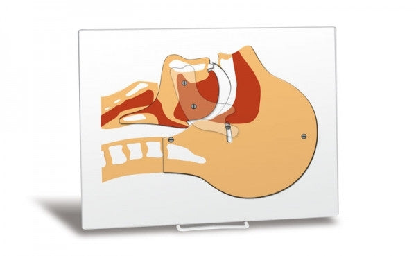 Airway Simulation Board