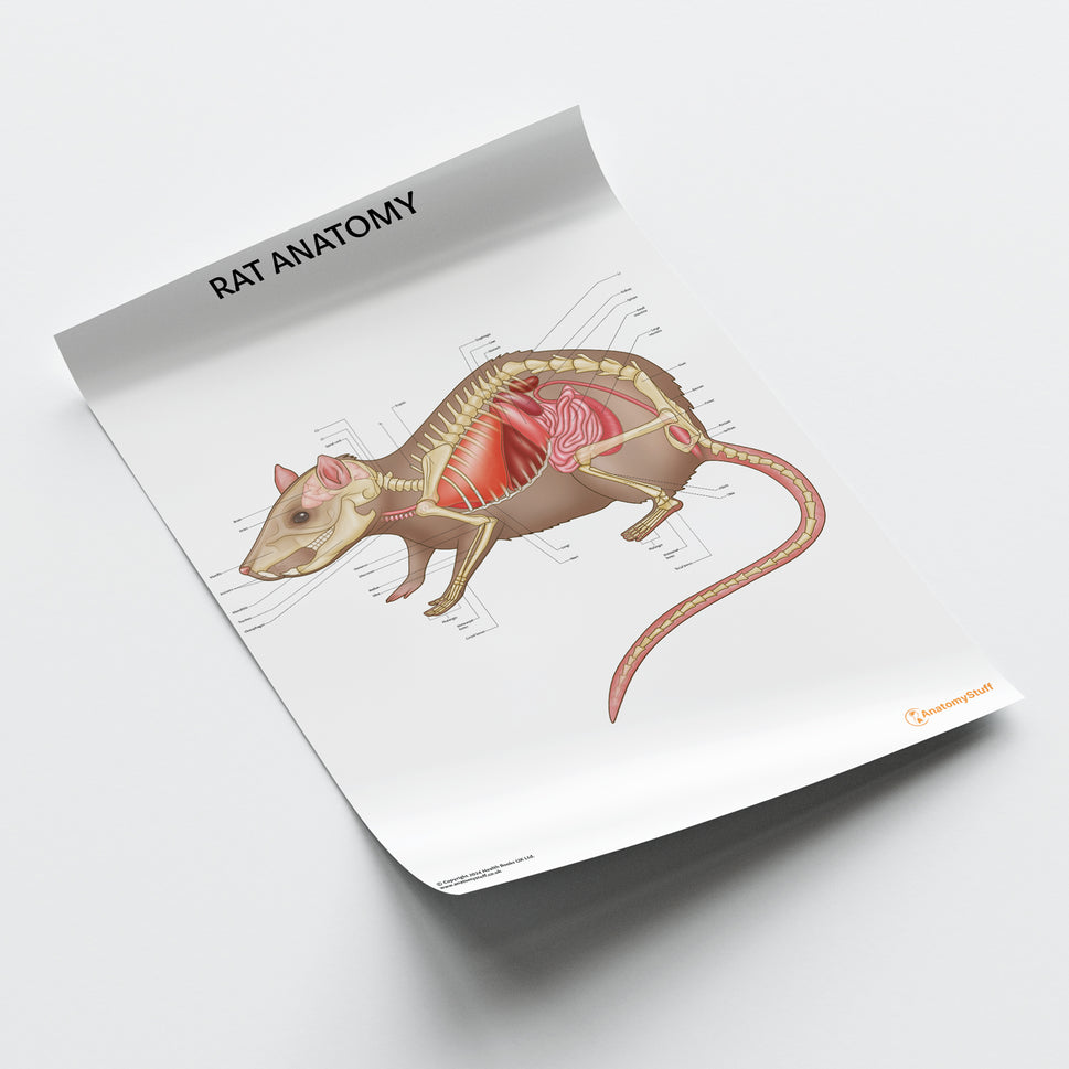 Rat Anatomy Chart / Poster