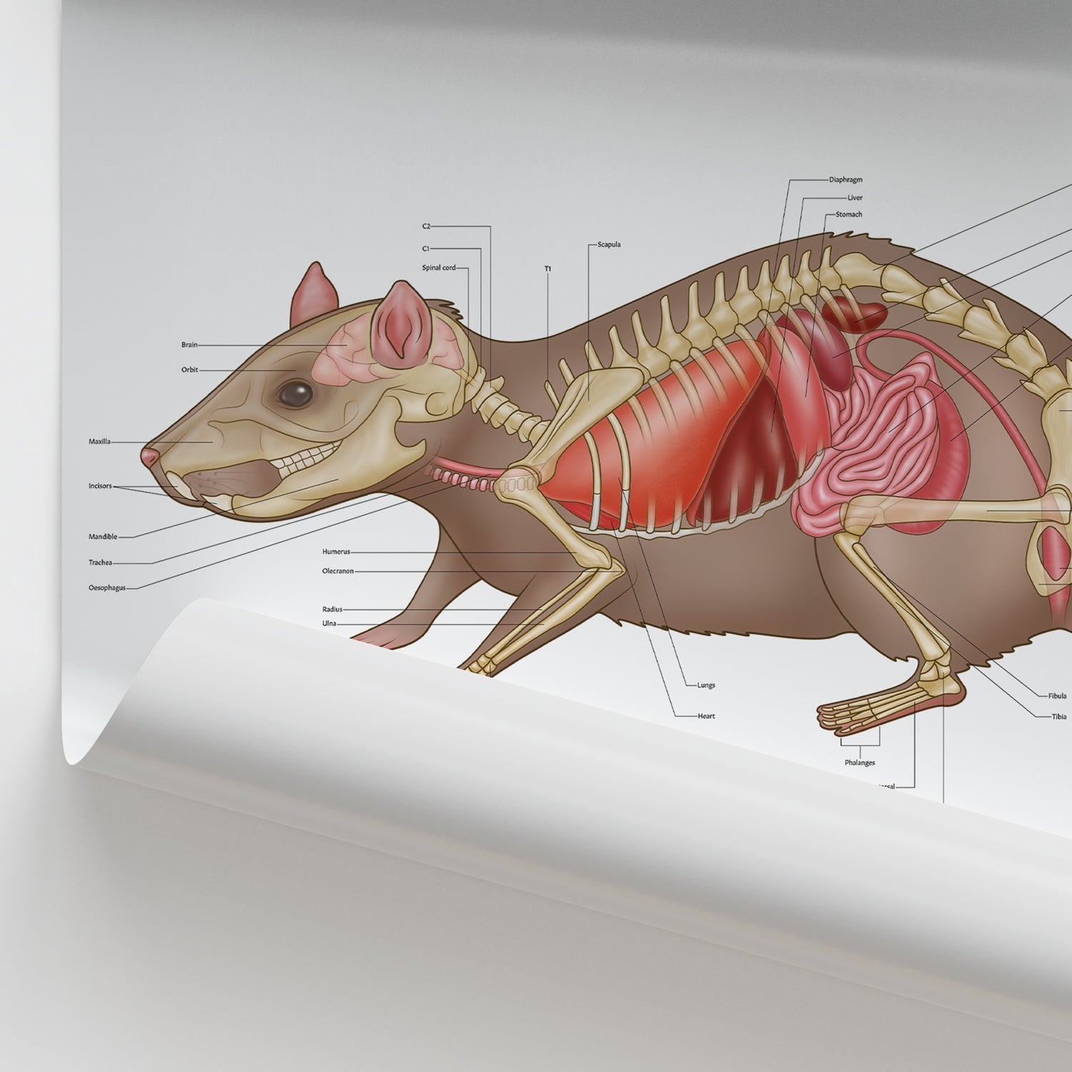 Rat Anatomy Chart / Poster - Part of Collection