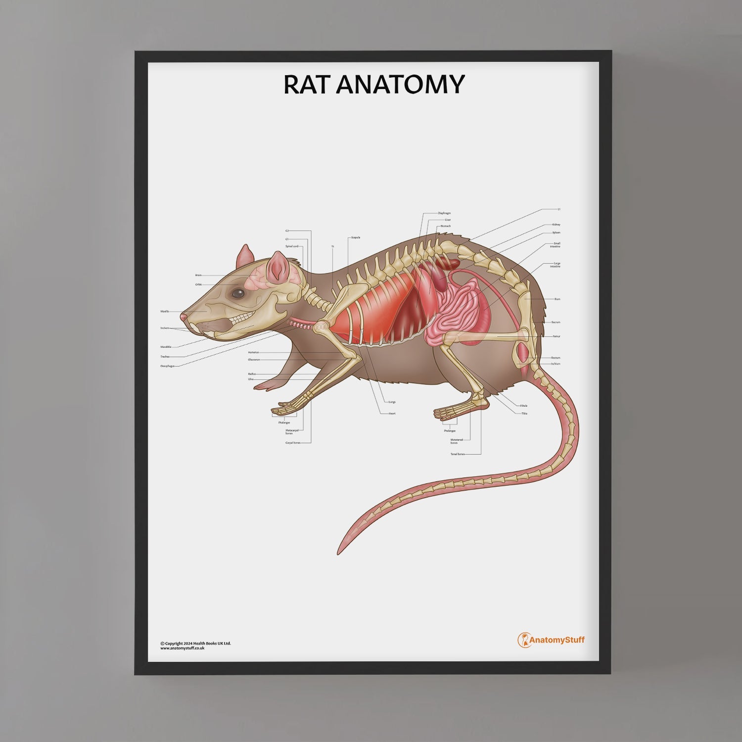 Rat Anatomy Chart / Poster - Part of Collection