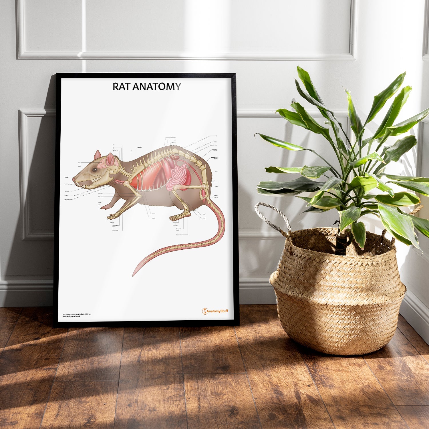 Rat Anatomy Chart / Poster - Part of Collection