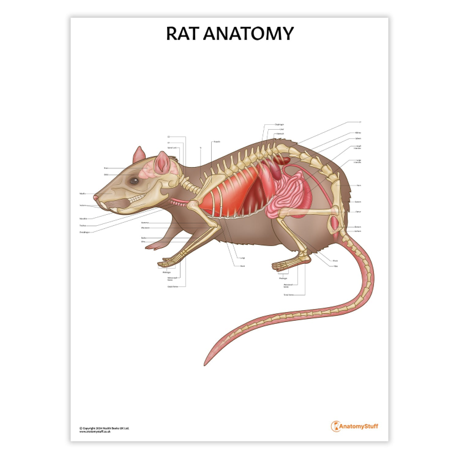 Rat Anatomy Chart / Poster - Part of Collection