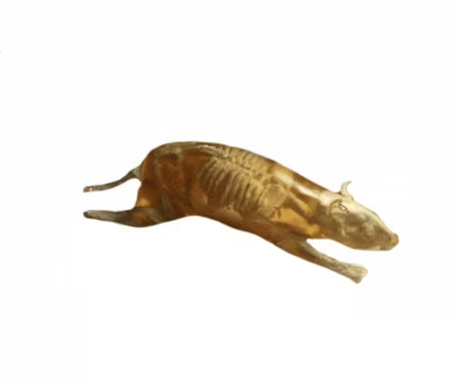 Rat Phantom for X-Ray CT, MRI