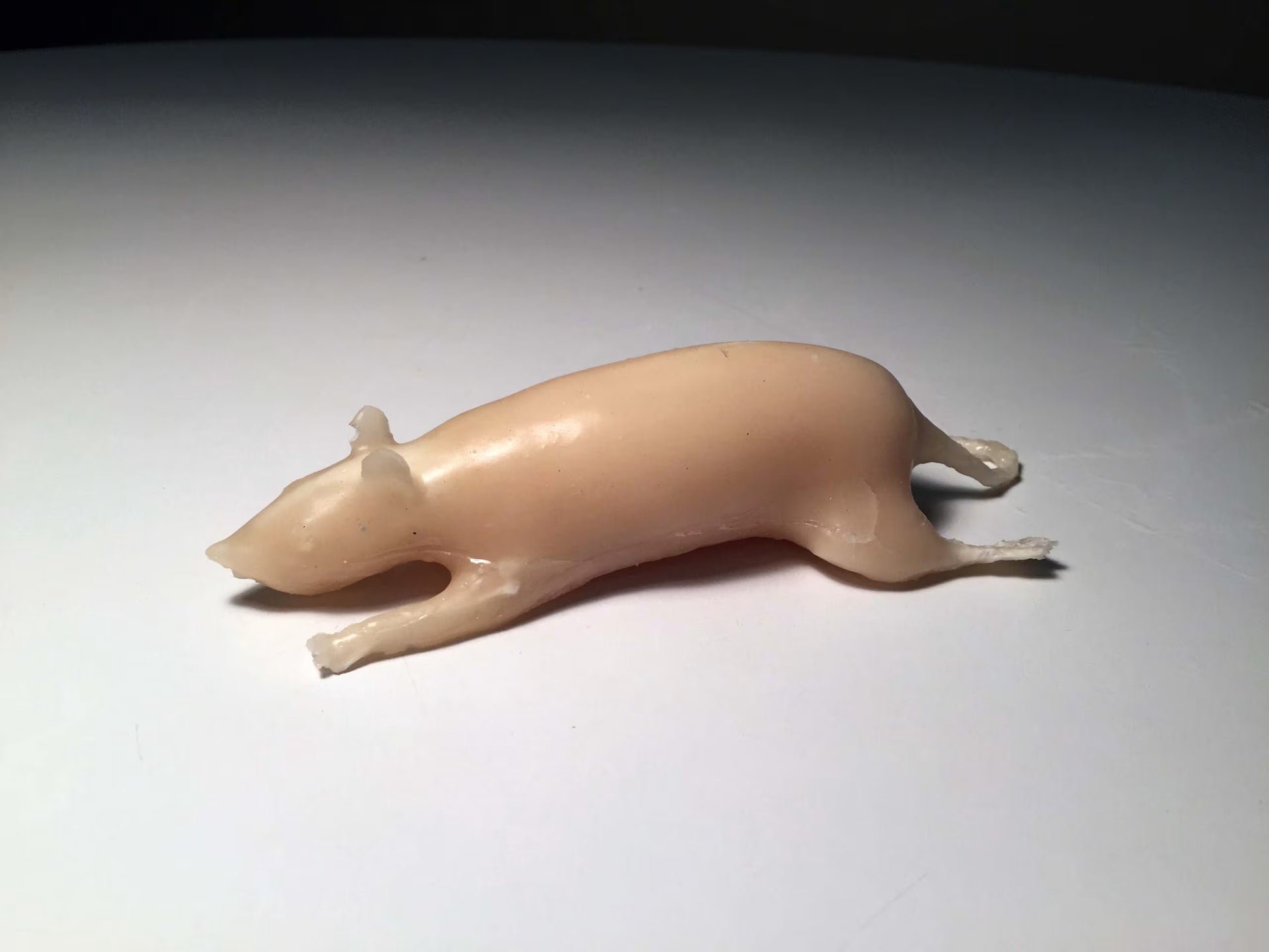 Rat Phantom for X-Ray CT, MRI