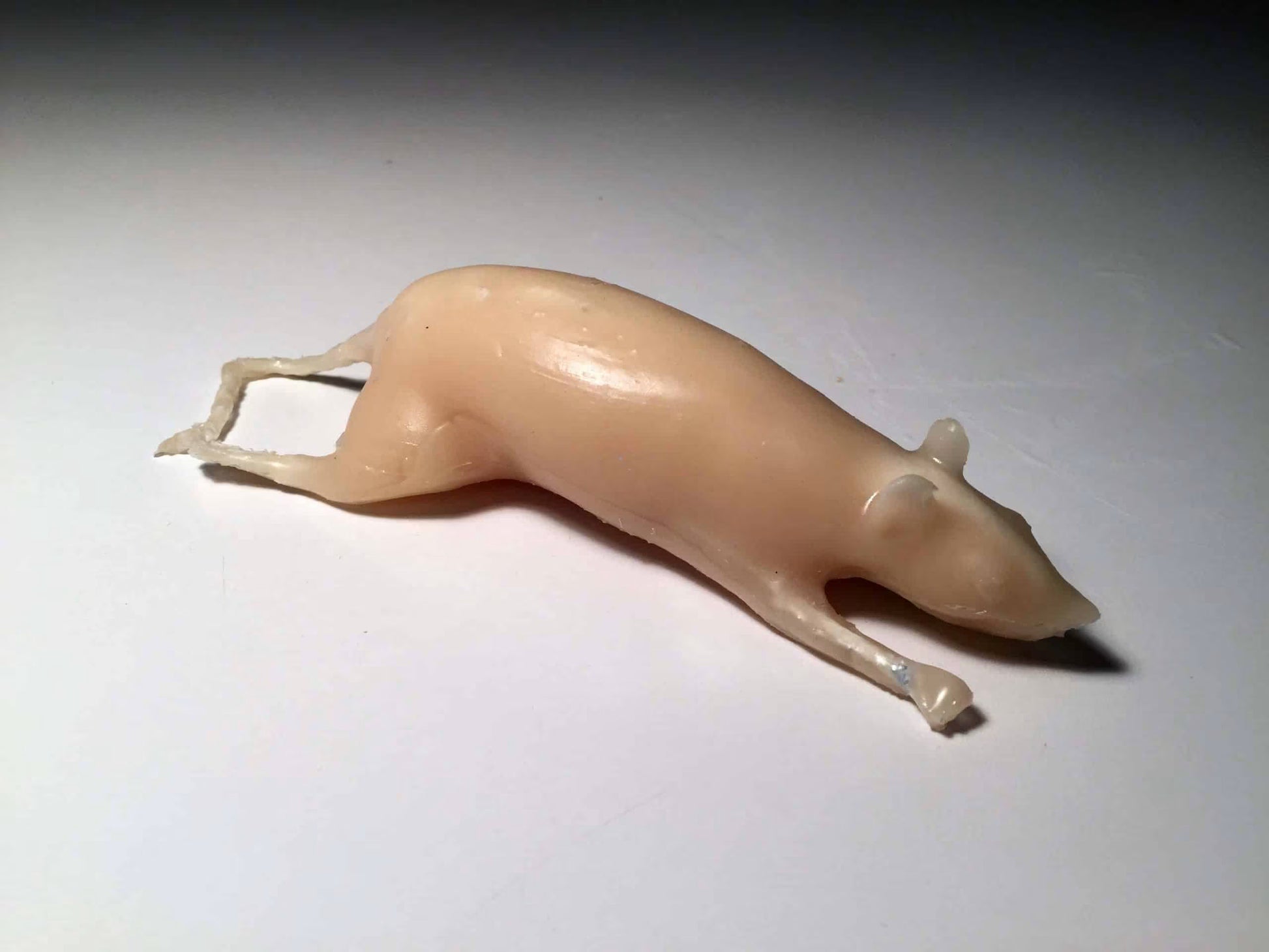 Rat Phantom for X-Ray CT, MRI