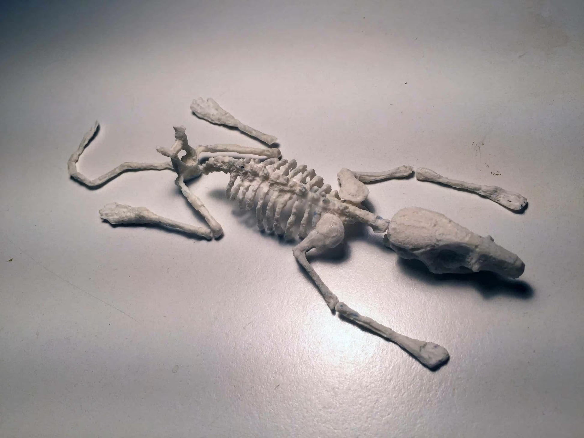 Rat Phantom for X-Ray CT, MRI