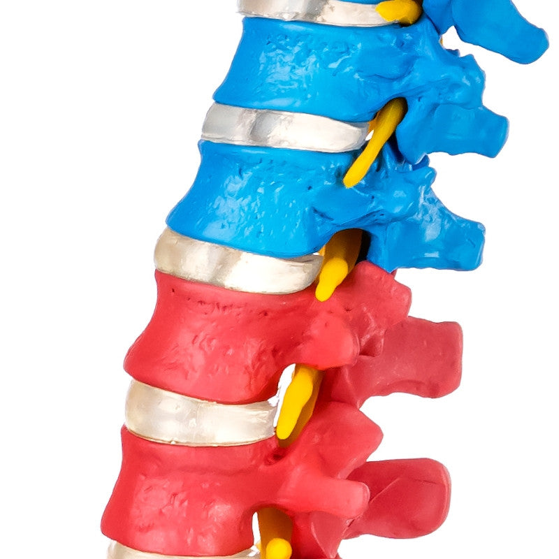 Budget Flexible Didactic Spine Model