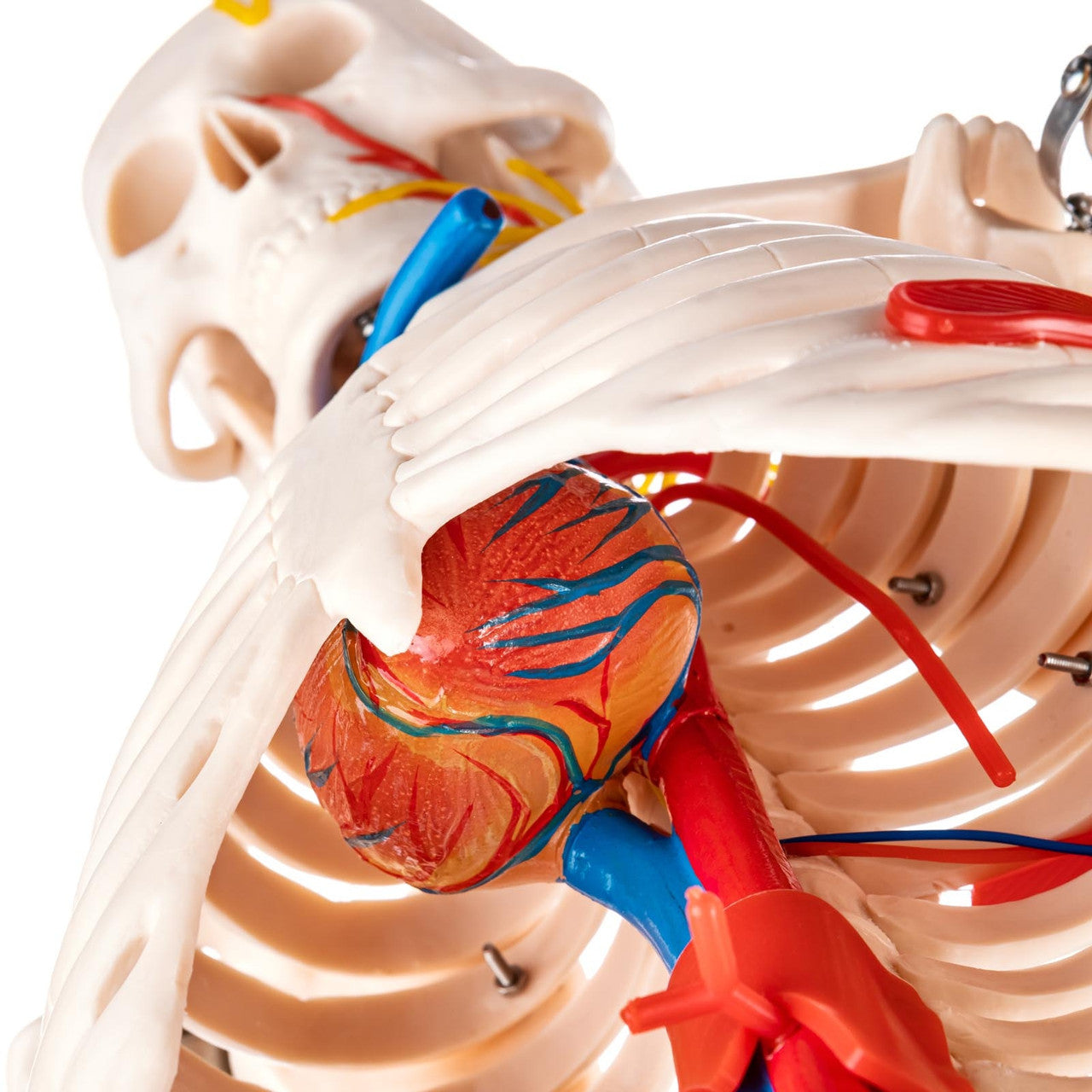 Budget Half Size Skeleton Model with Nerves and Blood Vessels