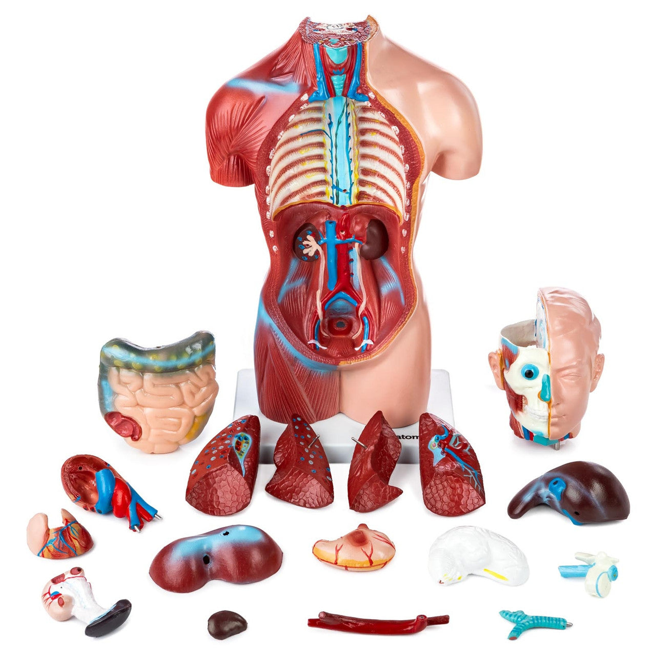 Budget Genderless Torso Model (18 part)