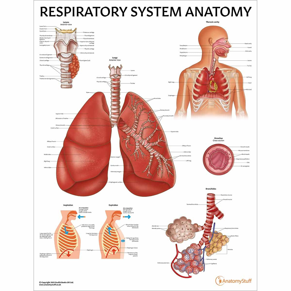 Respiratory System Anatomy Chart