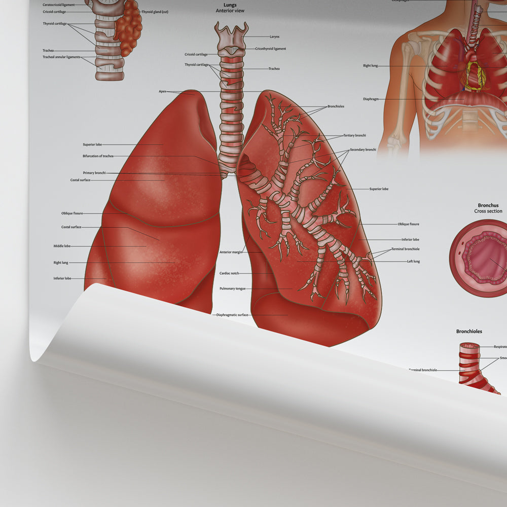 Respiratory System Anatomy Chart / Poster - Part of Collection
