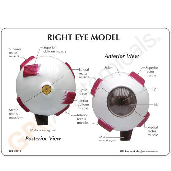 Full Eye Model (2 part)