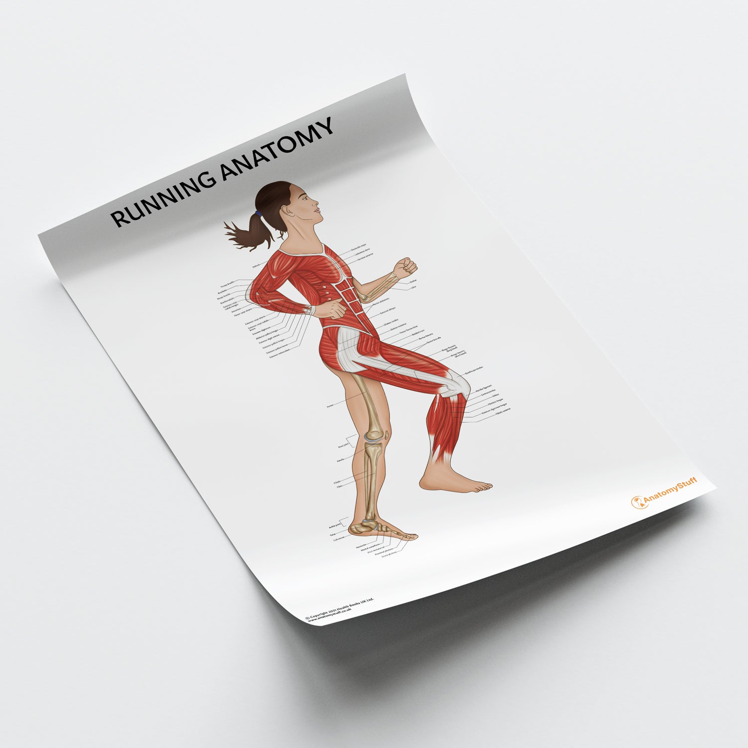 Running Anatomy Chart / Poster (Female)