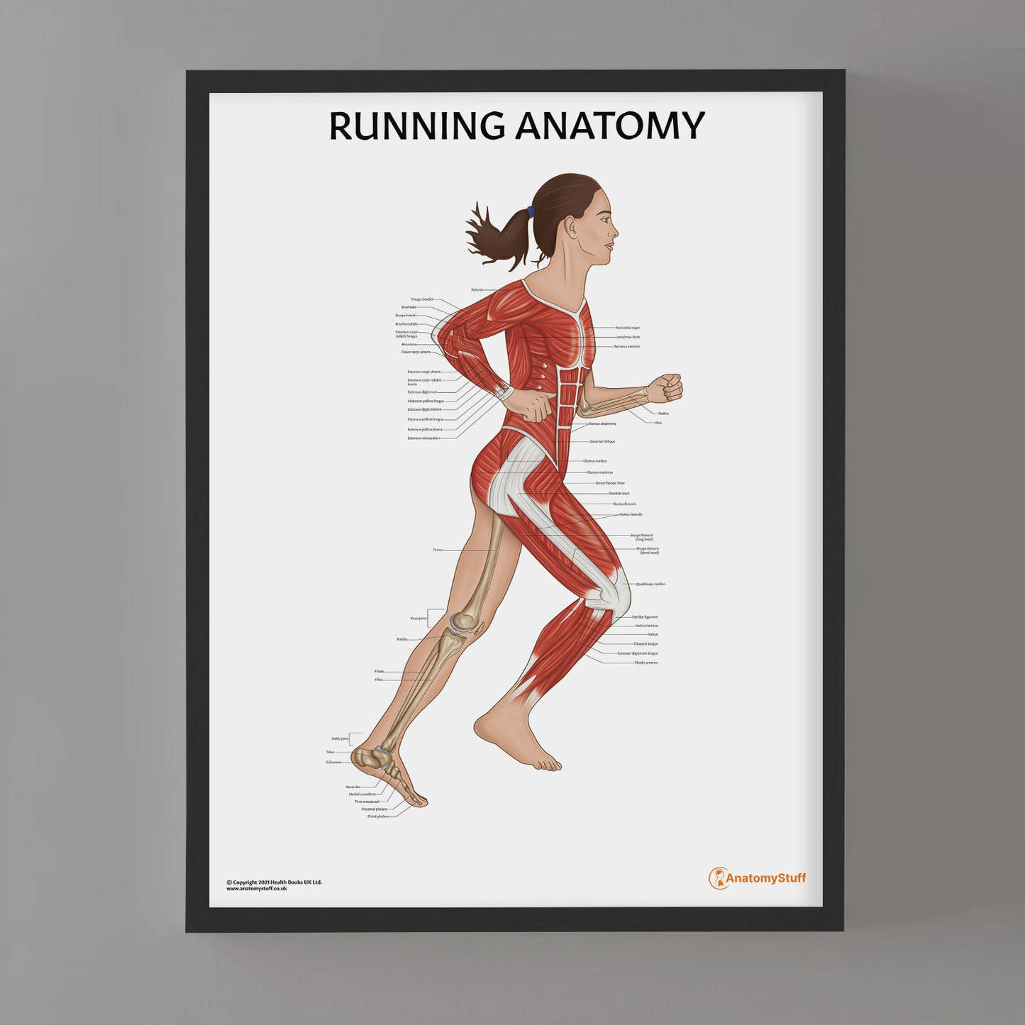 Running Anatomy Chart / Poster (Female)
