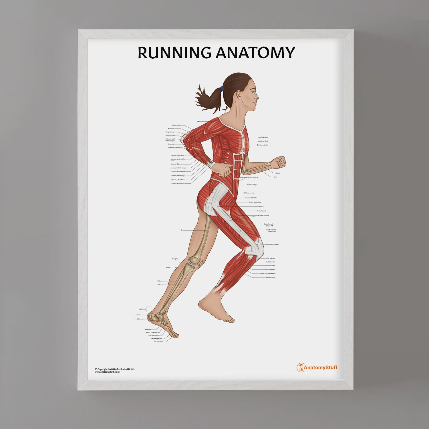 Running Anatomy Chart / Poster (Female)