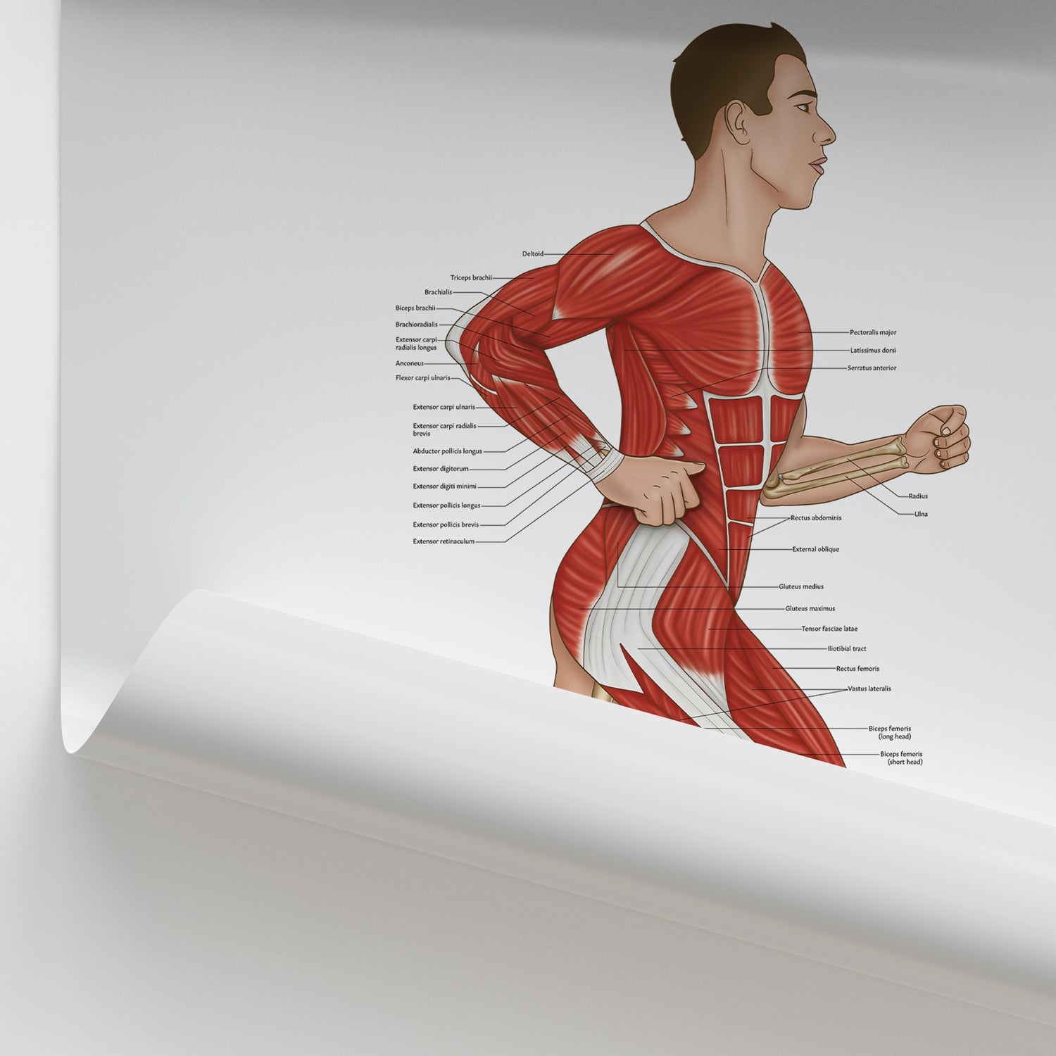 Running Anatomy Chart / Poster (Male)
