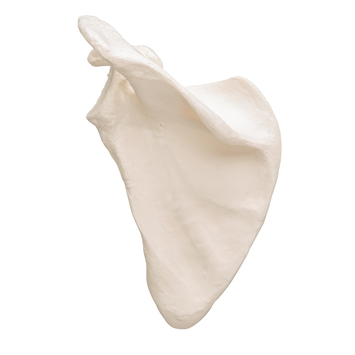 Scapula Bone Anatomy Model