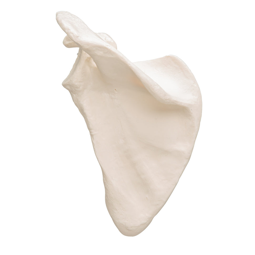 Scapula Bone Anatomy Model