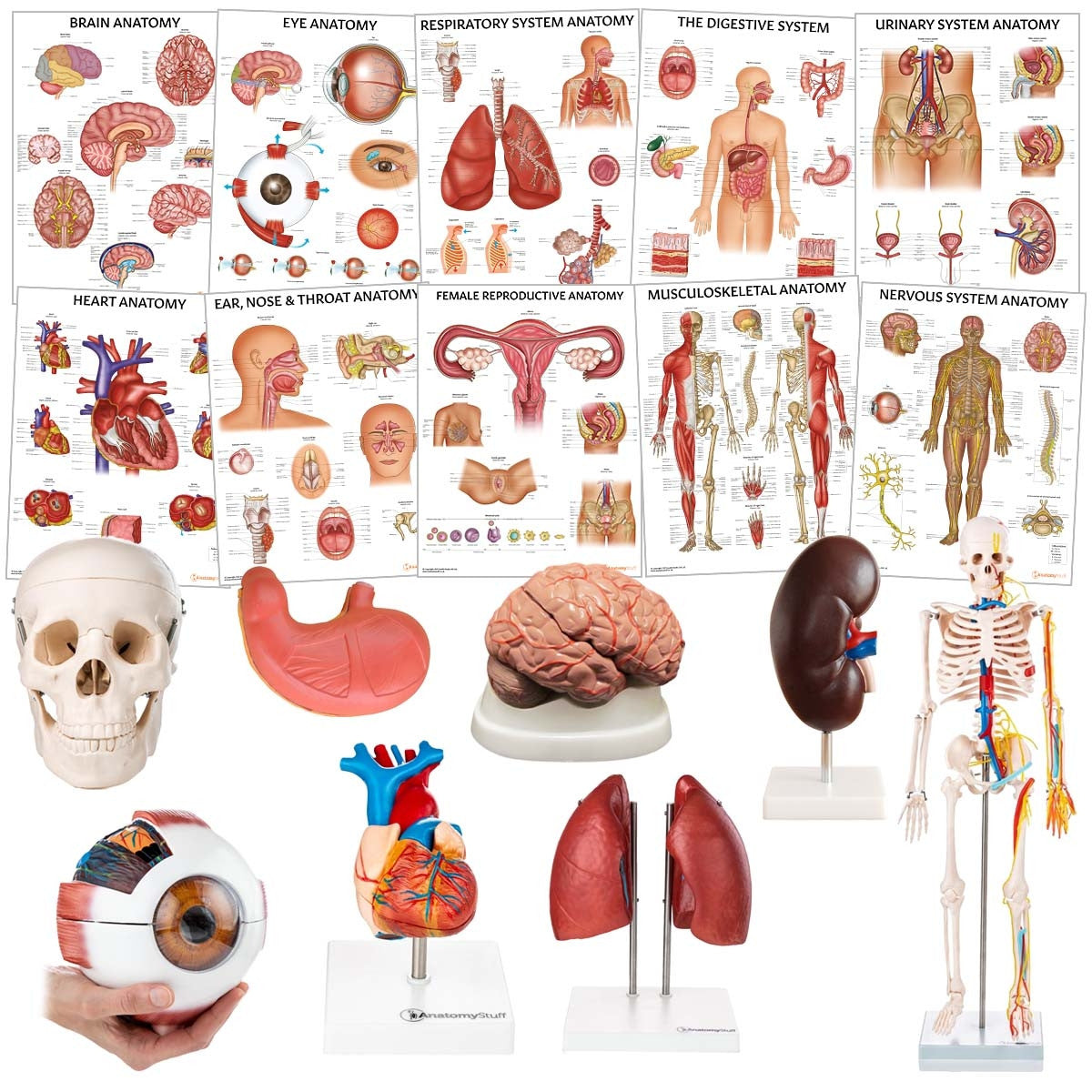 Secondary School Anatomy Collection Bundle Image