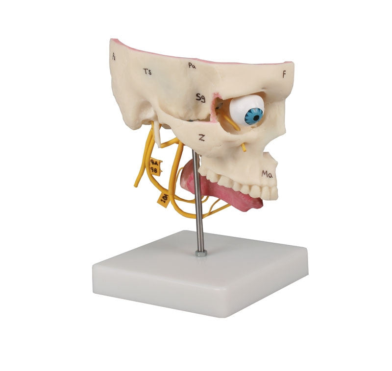 Special Senses Model