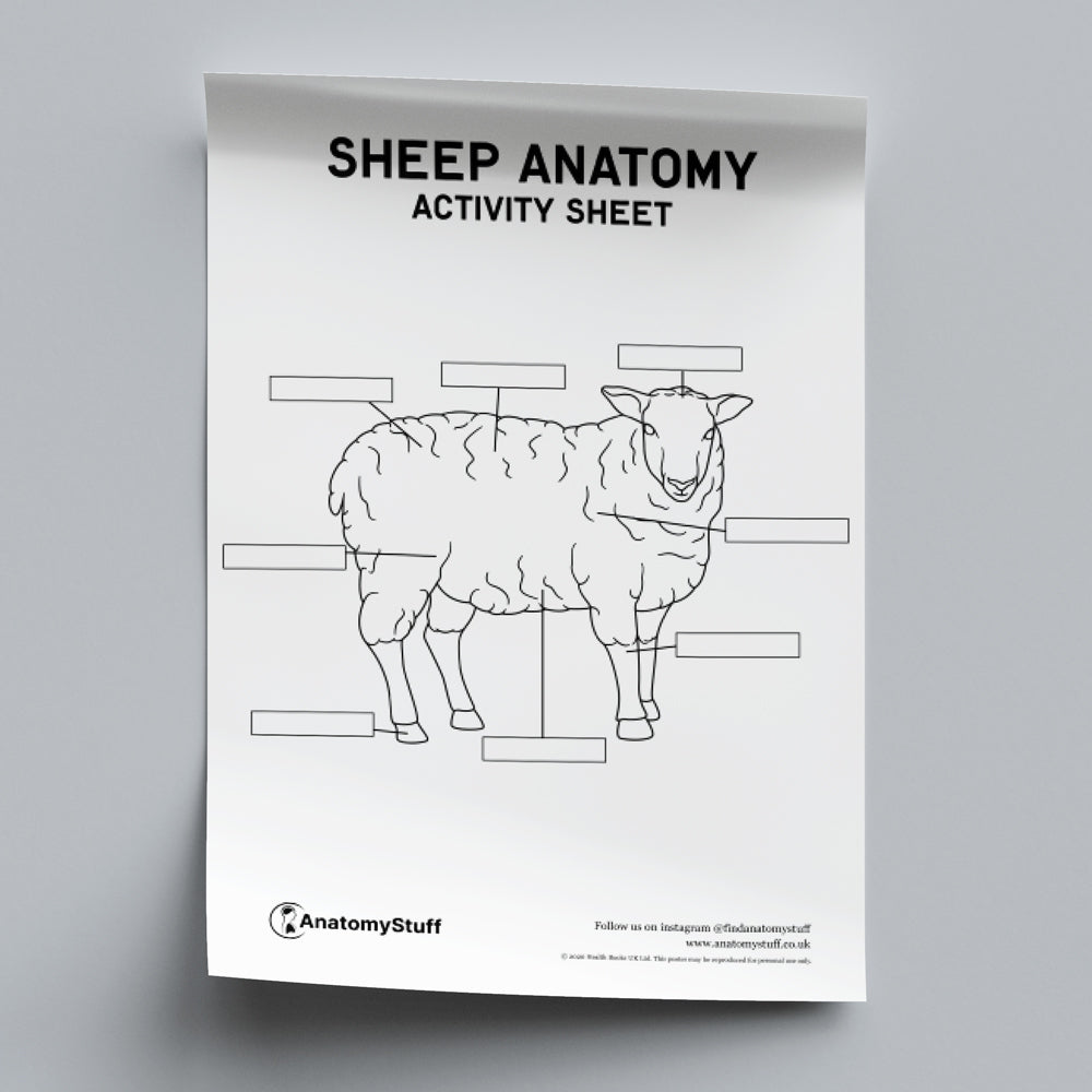 Sheep Anatomy Activity Sheet PDF