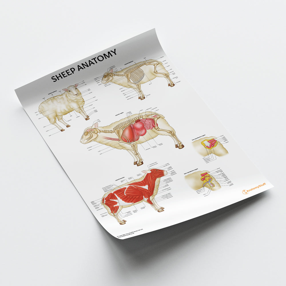 Sheep Anatomy Chart / Poster - Part of Collection