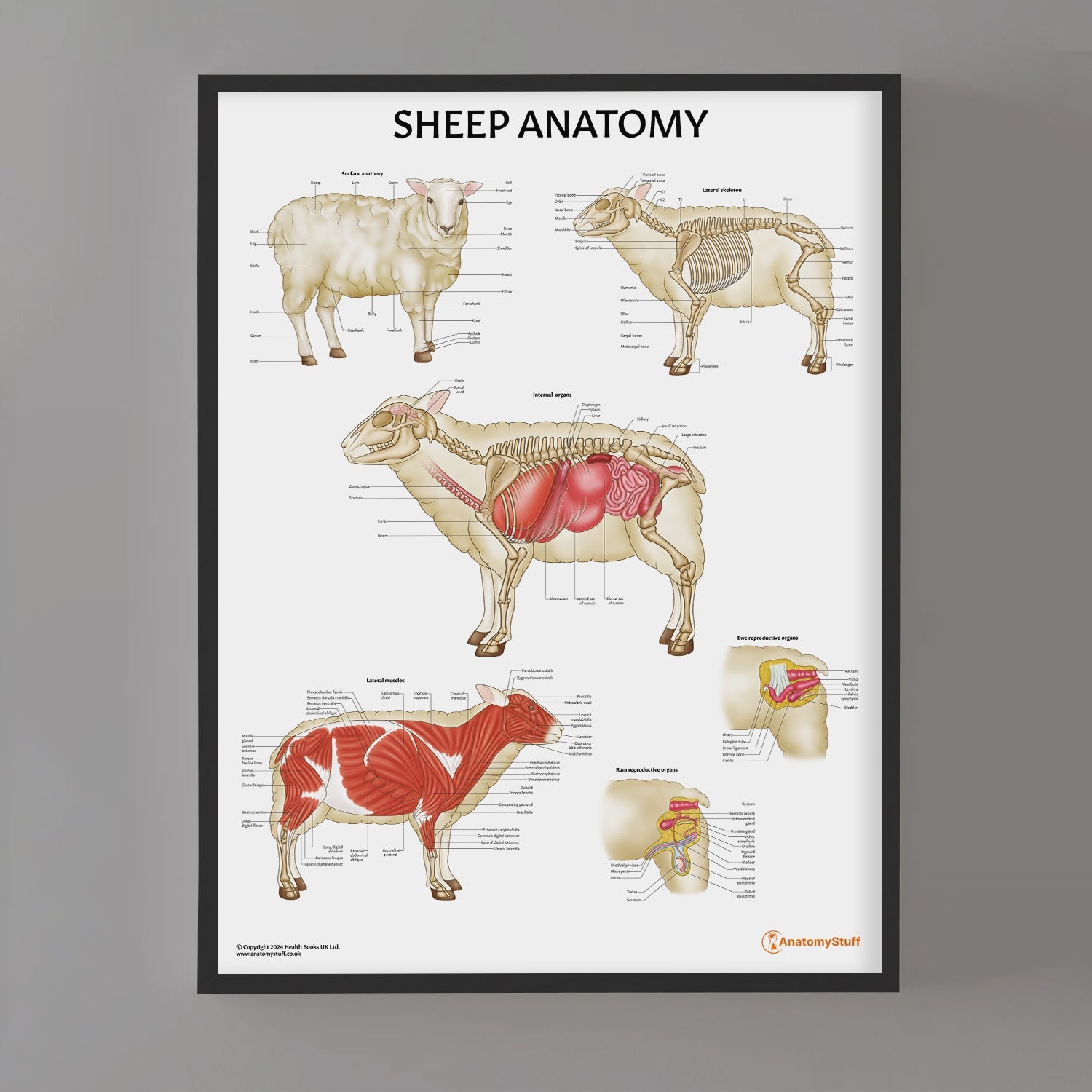Sheep Anatomy Chart / Poster - Part of Collection