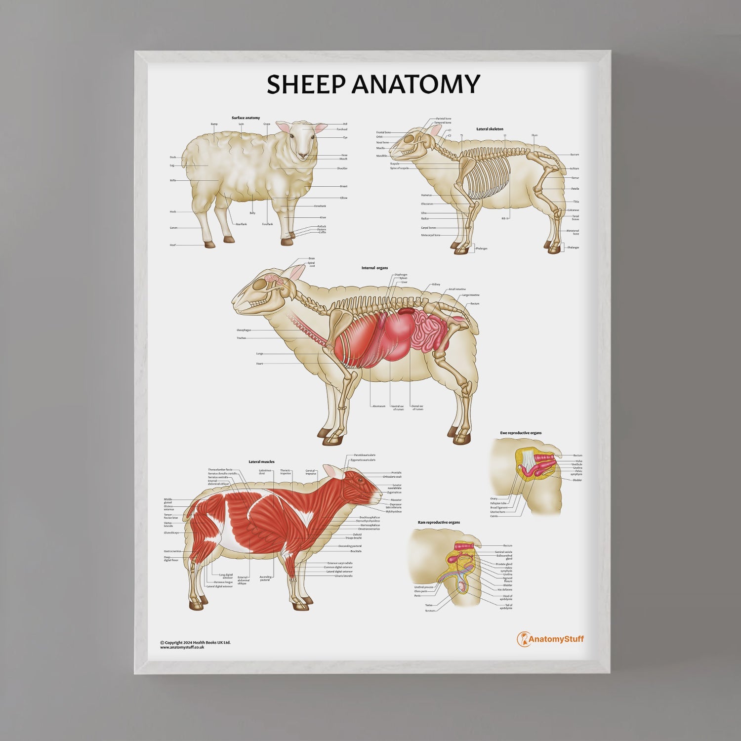 Sheep Anatomy Chart / Poster - Part of Collection