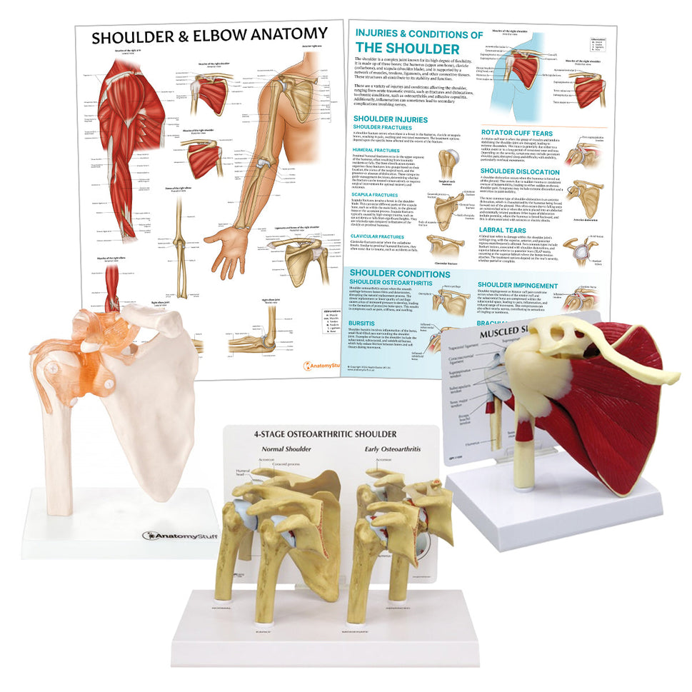 Shoulder Anatomy & Pathology Collection