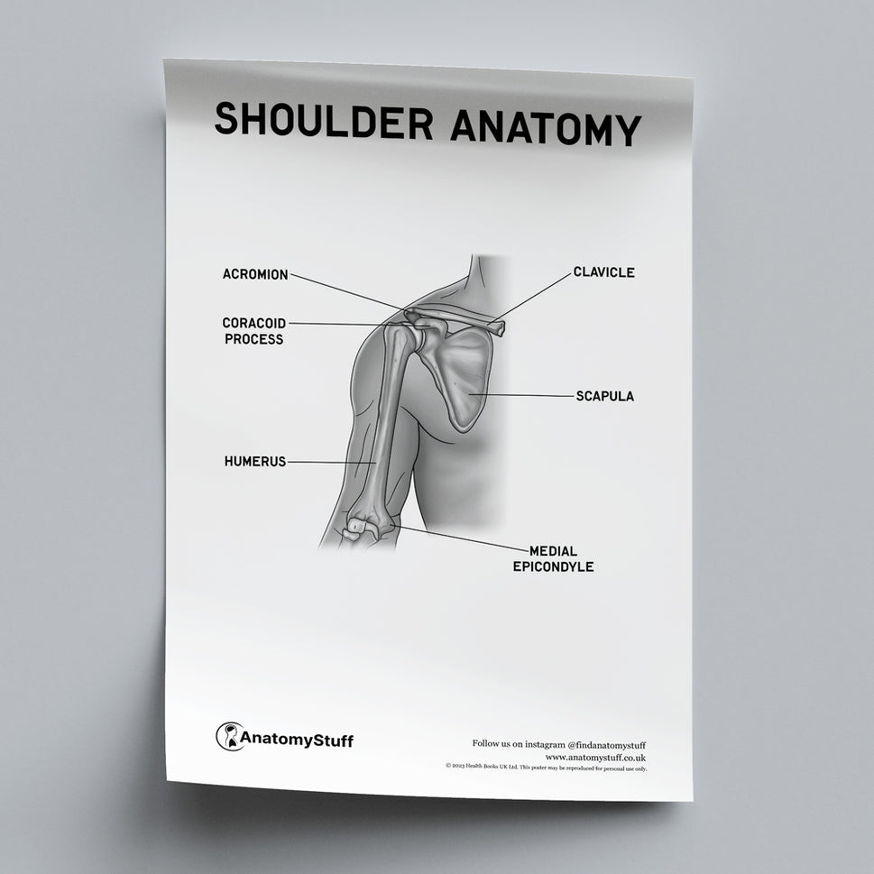 Shoulder Anatomy Poster PDF